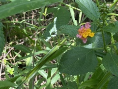 Lantana camara