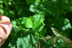 Tolmiea diplomenziesii