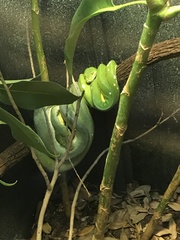 Morelia viridis
