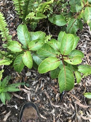 Perrottetia sandwicensis