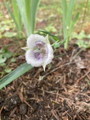 Calochortus coeruleus