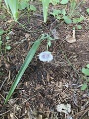 Calochortus coeruleus