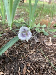 Calochortus coeruleus