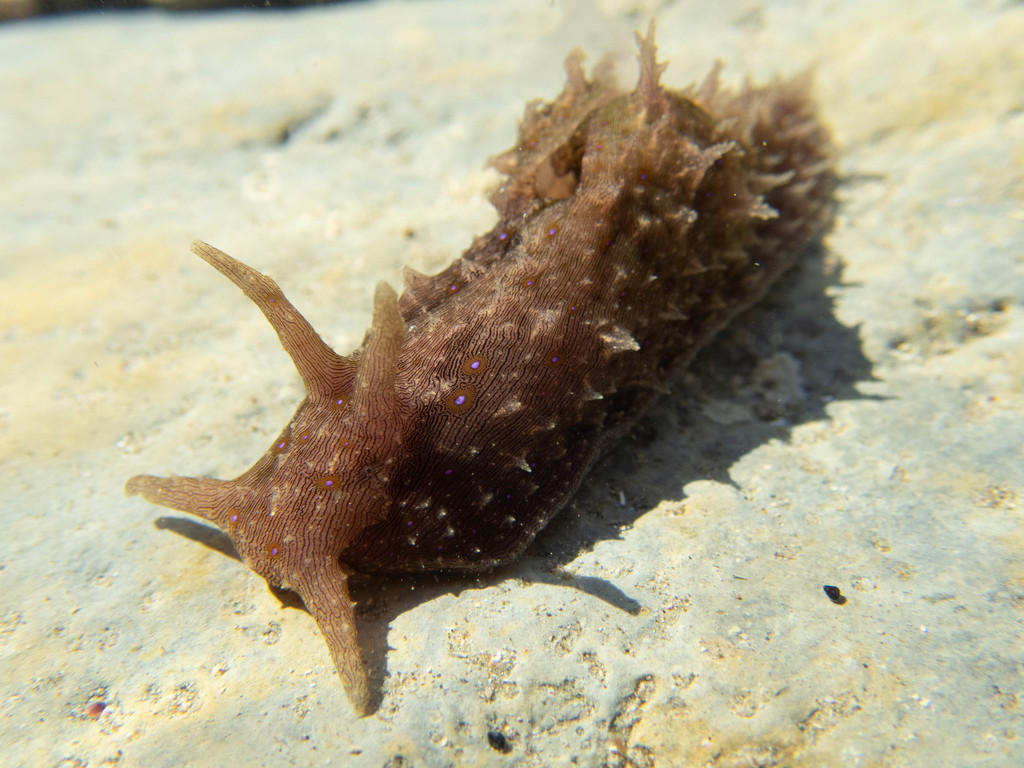 Spiky Sea Hare