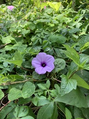 Ipomoea cairica