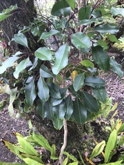 Cheirodendron trigynum