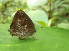 Arhopala bazaloides
