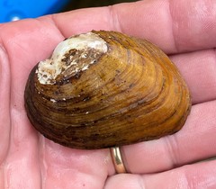 Fusconaia subrotunda