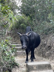 Bos
