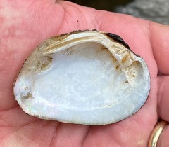 Fusconaia subrotunda