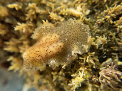 Stylochoidea