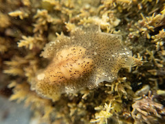 Stylochoidea