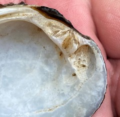 Fusconaia subrotunda