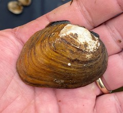 Fusconaia subrotunda