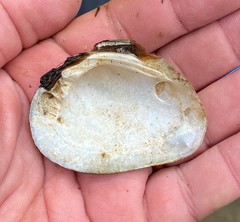 Fusconaia subrotunda