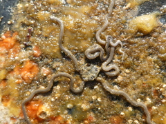 Amphiodia occidentalis