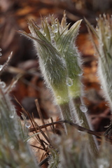 Pulsatilla orientali-sibirica