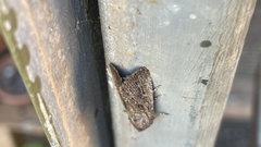 Ectopatria mundoides