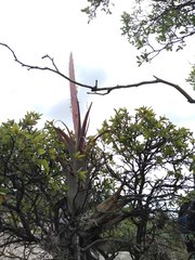 Tillandsia califanii