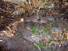 Pseudohydnum orbiculare