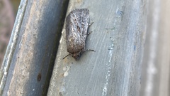 Ectopatria mundoides