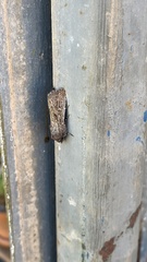 Ectopatria mundoides