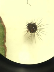 Neotrichozetes spinulosa
