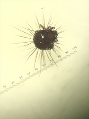 Neotrichozetes spinulosa