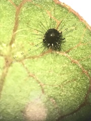 Neotrichozetes spinulosa