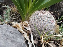 Mammillaria haageana haageana