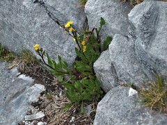 Senecio lautus