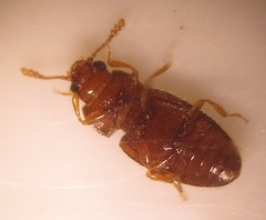 Cryptophilus