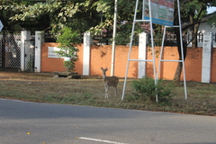 Axis axis ceylonensis