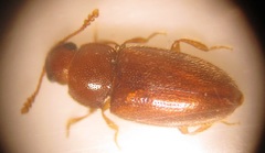 Cryptophilus