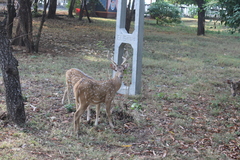 Axis axis ceylonensis