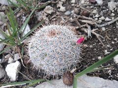 Mammillaria haageana haageana