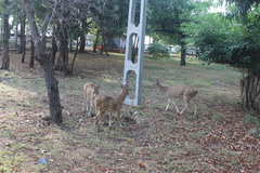 Axis axis ceylonensis