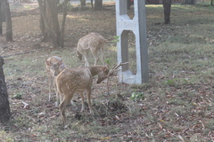 Axis axis ceylonensis