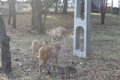 Axis axis ceylonensis