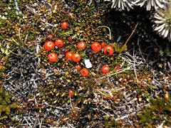 Coprosma perpusilla perpusilla