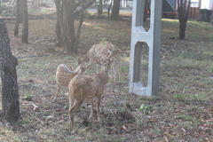 Axis axis ceylonensis