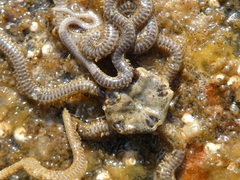 Amphiodia occidentalis