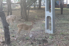 Axis axis ceylonensis