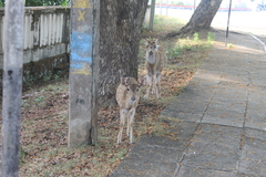 Axis axis ceylonensis