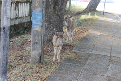 Axis axis ceylonensis