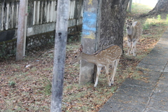 Axis axis ceylonensis