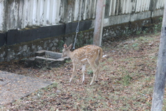 Axis axis ceylonensis