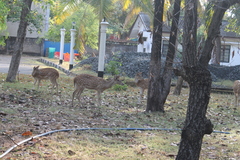 Axis axis ceylonensis