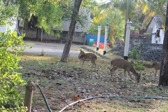 Axis axis ceylonensis