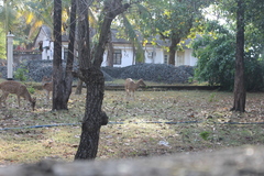 Axis axis ceylonensis